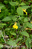 C346506: Wald-Springkraut (Impatiens noli-tangere)