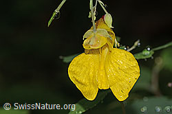 C346517: Wald-Springkraut (Impatiens noli-tangere)