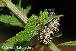 C346524: C-Falter Raupe (Polygonia c-album) an Grosser Brennnessel (Urtica diocia)