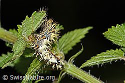 C346528: C-Falter Raupe (Polygonia c-album) an Grosser Brennnessel (Urtica diocia)