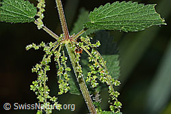C346535: Grosse Brennnessel (Urtica diocia)