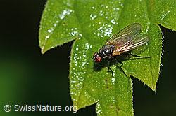Braunschwarze Schweissfliege (Thricops semicinereus) (C346548)