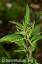 C346554: Grosse Brennnessel (Urtica diocia)