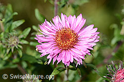 C353064: Neuenglische Aster (Aster novae-angliae)