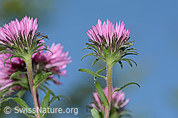 C353072: Neuenglische Aster (Aster novae-angliae)