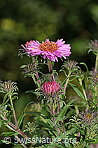 C353088: Neuenglische Aster (Aster novae-angliae)