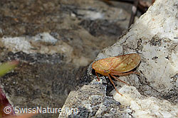 C353708: Sumpferdzikade (Stroggylocephalus agrestis)