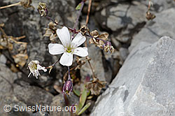 Felsen-Leimkraut (Silene rupestris) (C353715)