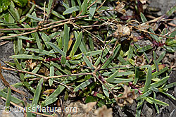 Felsen-Leimkraut (Silene rupestris) (C353716)