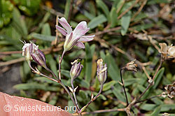 Felsen-Leimkraut (Silene rupestris) (C353717)