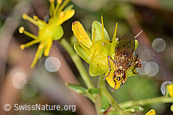 Gelbe Dungfliege (Scathophaga stercoraria) auf Bewimpertem Steinbrech (Saxifraga aizoides) (C353725)