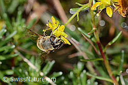 Mistbiene (Eristalis tenax) auf Bewimpertem Steinbrech (Saxifraga aizoides) (C353733)