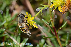 Mistbiene (Eristalis tenax) auf Bewimpertem Steinbrech (Saxifraga aizoides) (C353734)