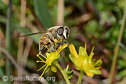 Mistbiene (Eristalis tenax) auf Bewimpertem Steinbrech (Saxifraga aizoides) (C353736)