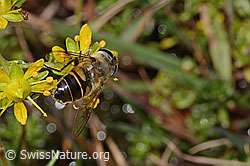 Mistbiene (Eristalis tenax) auf Bewimpertem Steinbrech (Saxifraga aizoides) (C353740)