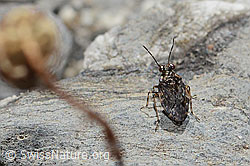 Gemeiner Hüpferling (Saldula saltatoria) (C353778)