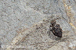 Gemeiner Hüpferling (Saldula saltatoria) (C353781)