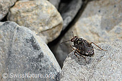 Gemeiner Hüpferling (Saldula saltatoria) (C353783)