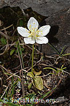 Sumpf-Herzblatt (Parnassia palustris) (C353830)