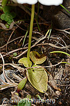 Sumpf-Herzblatt (Parnassia palustris) (C353832)