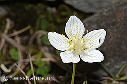 Sumpf-Herzblatt (Parnassia palustris) (C353833)