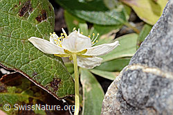 Sumpf-Herzblatt (Parnassia palustris) (C353835)