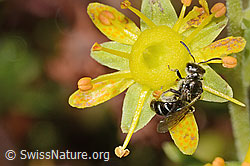 C353862: Weissbeinige Schmalbiene (Lasioglossum albipes) auf Bewimpertem Steinbrech (Saxifraga aizoides)