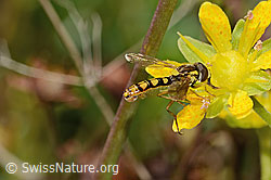C353874: Sphaerophoria interrupta (Schwebfliege) auf Bewimpertem Steinbrech (Saxifraga aizoides)