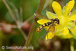 C353875: Sphaerophoria interrupta (Schwebfliege) auf Bewimpertem Steinbrech (Saxifraga aizoides)