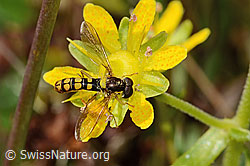 C353879: Sphaerophoria interrupta (Schwebfliege) auf Bewimpertem Steinbrech (Saxifraga aizoides)