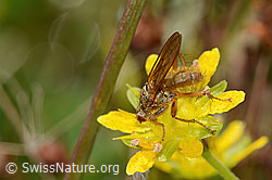 Gelbe Dungfliege (Scathophaga stercoraria) auf Bewimpertem Steinbrech (Saxifraga aizoides) (C353882)