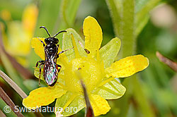 Sand-Blutbiene (Sphecodes pellucidus) auf Bewimpertem Steinbrech (Saxifraga aizoides) (C353903)