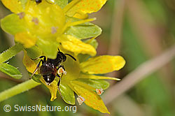 Sand-Blutbiene (Sphecodes pellucidus) auf Bewimpertem Steinbrech (Saxifraga aizoides) (C353904)