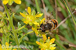 Mistbiene (Eristalis tenax) auf Bewimpertem Steinbrech (Saxifraga aizoides) (C353911)