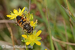 Mistbiene (Eristalis tenax) auf Bewimpertem Steinbrech (Saxifraga aizoides) (C353914)