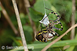 Foto: Wespenspinne  (Argiope bruennichi)