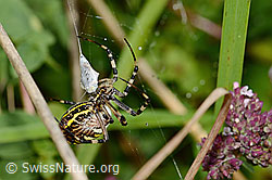 Foto: Wespenspinne  (Argiope bruennichi)