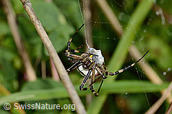 Foto: Wespenspinne  (Argiope bruennichi)