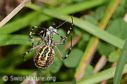 Foto: Wespenspinne  (Argiope bruennichi)