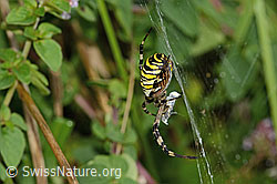 Foto: Wespenspinne  (Argiope bruennichi)