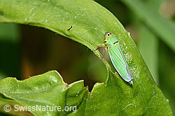 C354054: Binsenschmuckzikade (Cicadella viridis)