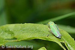 C354056: Binsenschmuckzikade (Cicadella viridis)