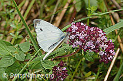 Rapsweissling (Pieris napi) auf Echtem Dost (Origanum vulgare) (C354067)