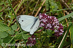 Brombeer-Perlmuttfalter (Brenthis daphne) auf Echtem Dost (Origanum vulgare)