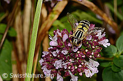 Helophilus trivittatus on Origanum vulgare (C354073) Helophilus trivittatus on Origanum vulgare (C354073)