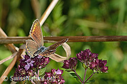 Hauhechelbläuling (Polyommatus icarus) auf Echtem Dost (Origanum vulgare) (C354083)