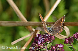 Hauhechelbläuling (Polyommatus icarus) auf Echtem Dost (Origanum vulgare) (C354084)
