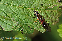 C355618: Dungwaffenfliege (Sargus bipunctatus)