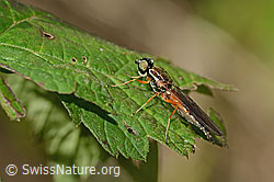 C355620: Dungwaffenfliege (Sargus bipunctatus)