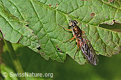 C355623: Dungwaffenfliege (Sargus bipunctatus)